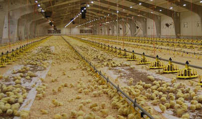 新型智能养殖系统--值得一览的家禽养殖精华